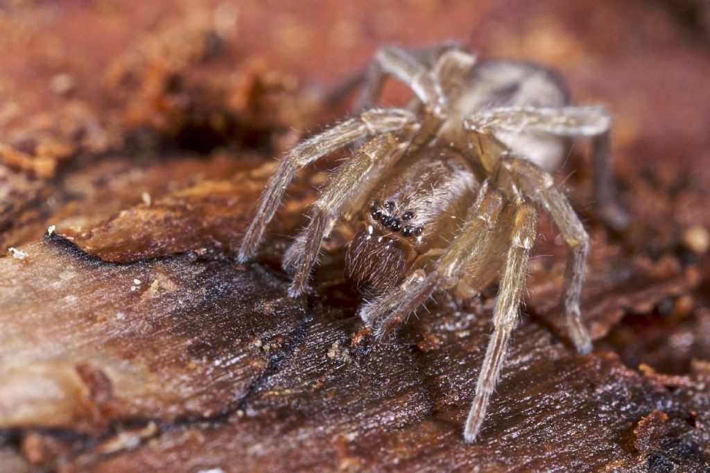 Clubiona corticalis - Varna (BZ)